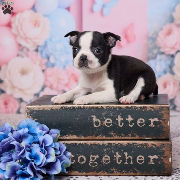 Bob, Boston Terrier Puppy